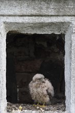 Young Common Common Kestrel (Falco tinnunculus) in nest in an empty wayside shrine