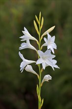 Cape Horn Lily (Watsonia borbonica ardernei) (Watsonia borbonica)
