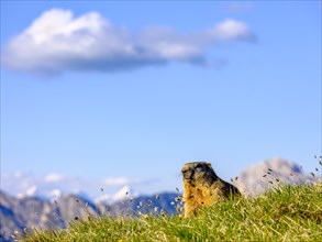 Alpine Marmot (Marmota marmota) in natural habitat