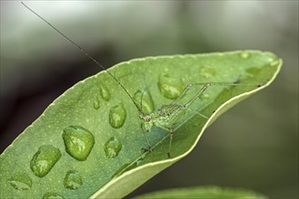 Speckled bush-cricket (Leptophyes punctatissima) sits on leaf