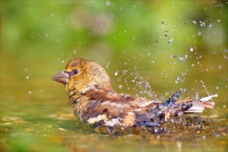 Hawfinch (Coccothraustes coccothraustes) Young bird bathes in shallow water