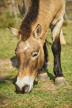 Przewalski's horse (Equus przewalskii) eats grass