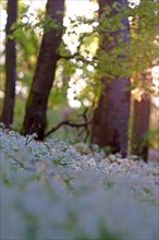 Flowering (Allium ursinum) in beech forest