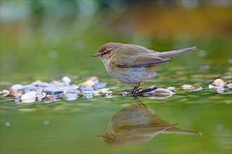 Common chiffchaff or (Phylloscopus collybita) stands in shallow water