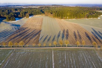 Row of trees with long shadows