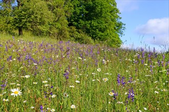 Colourful flowering species-rich meadow in spring