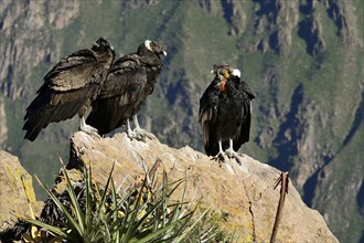 Andean condors (Vultur gryphus) sitting on a rock