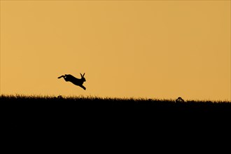 Brown hare (Lepus europaeus) adult leaping on a hill at sunset
