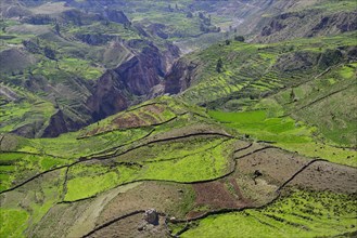 Fields in cups at the canyon of the Rio Colca