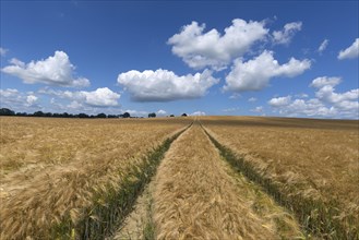 Tractor tracks in the ripe barley field (Hordeum vulgare)