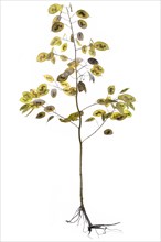 Annual honesty (Lunaria annua) with ripe pods on white background