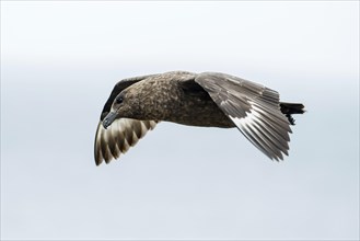 Great skua (Stercorarius skua) in flight