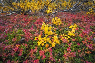 Autumnally discolored vegetation
