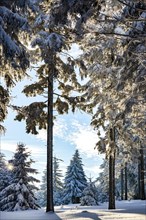 Snow-covered spruce forest (Picea abies)