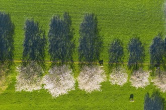Flowering cherry trees and cows in a meadow from above
