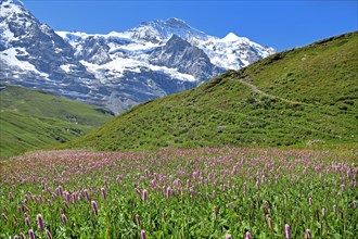 Mountain meadow with meadow knotweed on Kleine Scheidegg in front of the Jungfrau-Massif