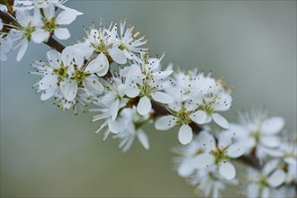 Blackthorn (Prunus spinosa) flowering