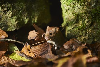 Wood mouse (Apodemus sylvaticus) on forest soil