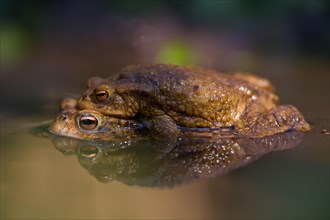 Common toad (bufo bufo) on the way to spawning waters
