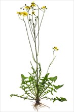 Common hawkweed (Hieracium lachenalii) on white ground