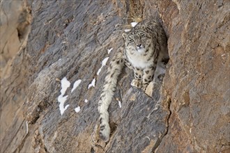 Snow leopard (Panthera uncia) on rock