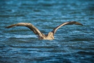 Southern giant petrel (Macronectes giganteus) stretches its wings