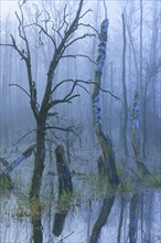Alder swamp in the fog at Duemmer Lake
