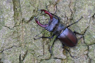 Stag beetle (Lucanus cervus ) on an oak
