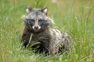 Raccoon dog (Nyctereutes procyonoides) Old animal lies in the grass