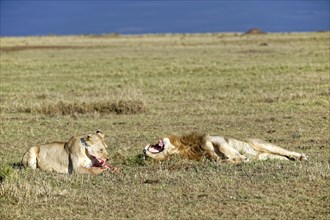 Lioness and (Panthera leo) with remains of prey