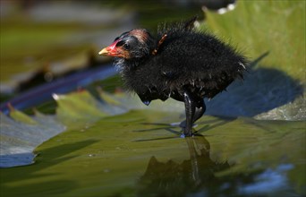 Common moorhen (Gallinula chloropus )