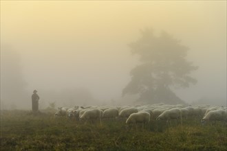 Shepherd with a flock of sheep in the heath at the Thuelsfeld dam at sunrise