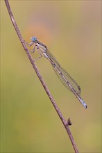 Damselfly (Zygoptera) at sleeping place