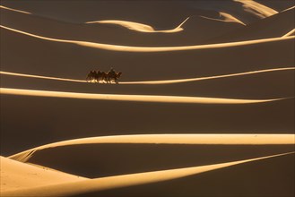 Sand waves. Camel herder with camel wandering through amazing sand dunes. Umnugobi province
