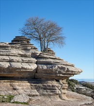 Tree growing between limestone rock formations