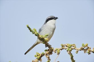 Great grey shrike (Lanius excubitor) is located in Ast