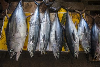 Fish for sale