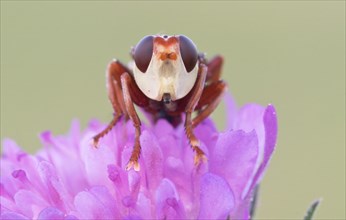 Thick-headed fly (Conopidae) sitting on a flower