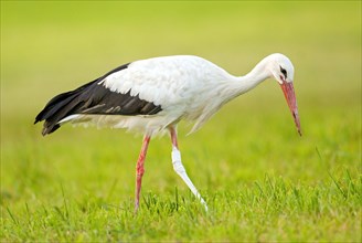 White stork (Ciconia ciconia) walks across a meadow