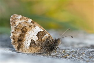 Mountain witch (Chazara briseis) sitting on a stone