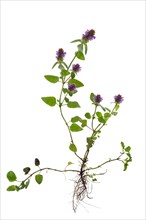 Common selfheal (Prunella vulgaris) on white background