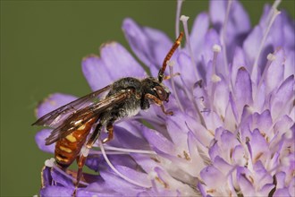 Red wasp bee (Nomada armata) on flower of Field scabious (Knautia arvensis)Baden-Wuerttemberg