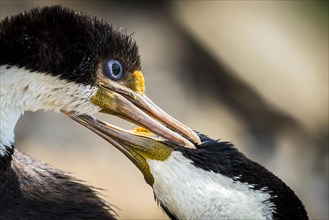 Blue-eyed cormorants (Leucocarbo atriceps or Phalacrocorax atriceps) also Antarctic cormorant