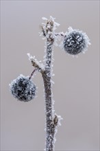 Frozen berry of a grape cherry (Prunus padus L.) in hoarfrost