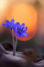 Two (Hepatica nobilis ) in front of sunset