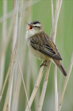 Sedge warbler (Acrocephalus schoenobaenus) on the Ansitzwarte at the reeds in the Ochsenmoor