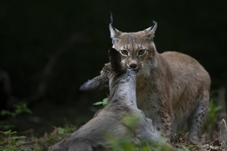 Eurasian lynx or (Lynx lynx) with captured roe deer