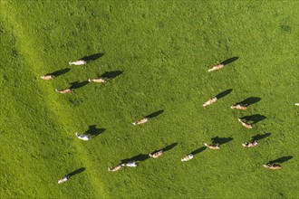 Cows in a meadow from above