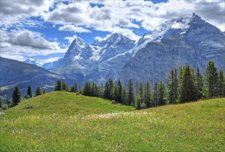 Mountain meadow in front of the triumvirate of the Eiger