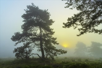 Pine (Pinaceae) at sunrise in the fog in the heath